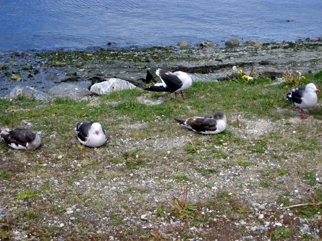 Visiting Patagonia (El Calafate and Ushuaia)