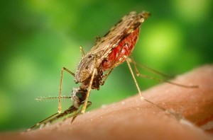mosquito-300×198